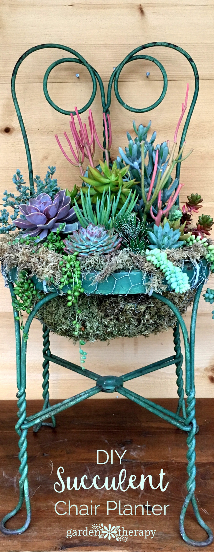 A wire chair with succulents on the seat.