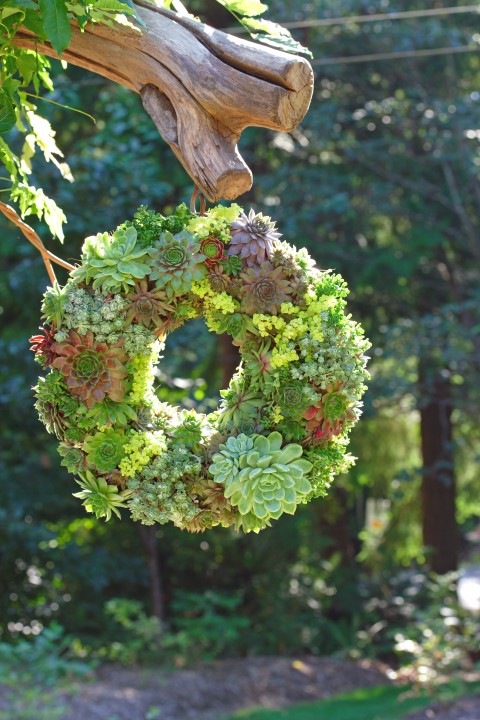 A succulent wreath.