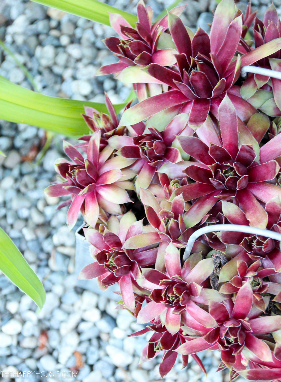 The deep red succulent outside in a container on river rocks.