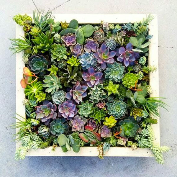 A clay planter in a square filled with purple and green succulents.