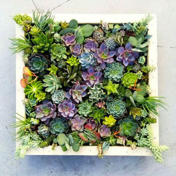 DIY Succulent Planter Ideas | The Happy Housie