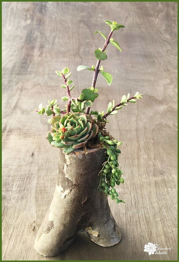 A driftwood filled with succulents.