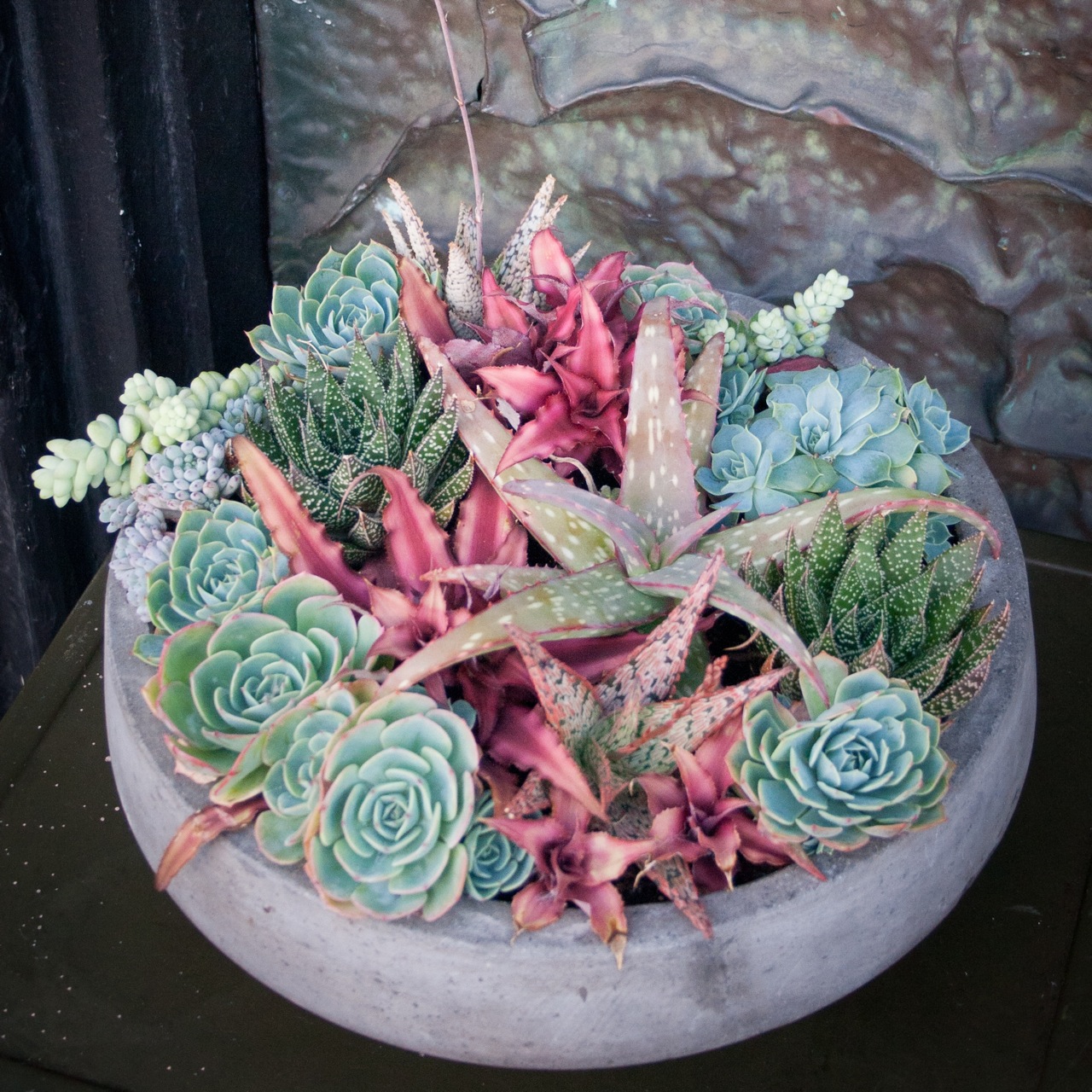 A cement bowl filled with succulents.