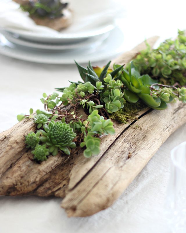 A log succulent.