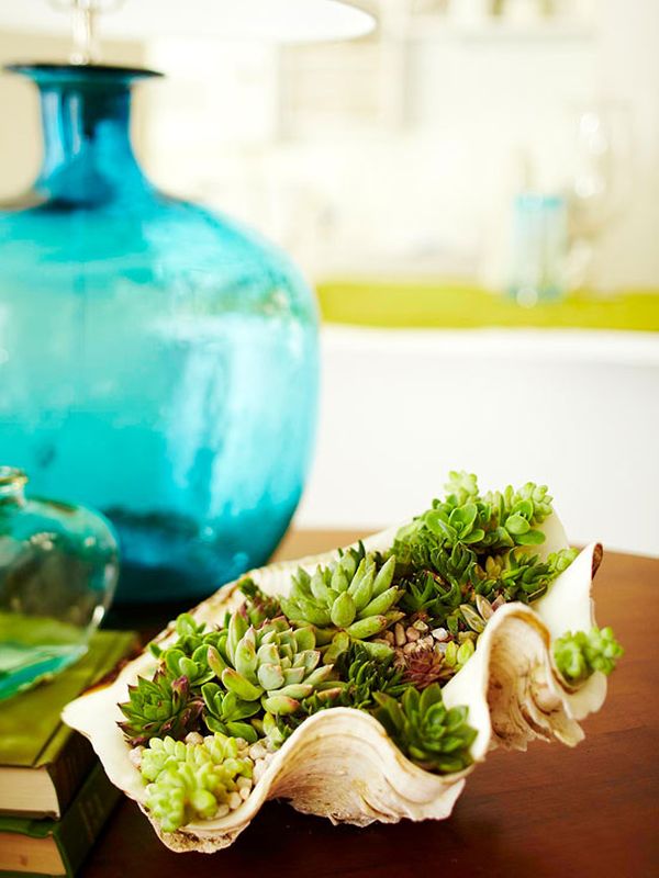 A seashell filled with succulents.