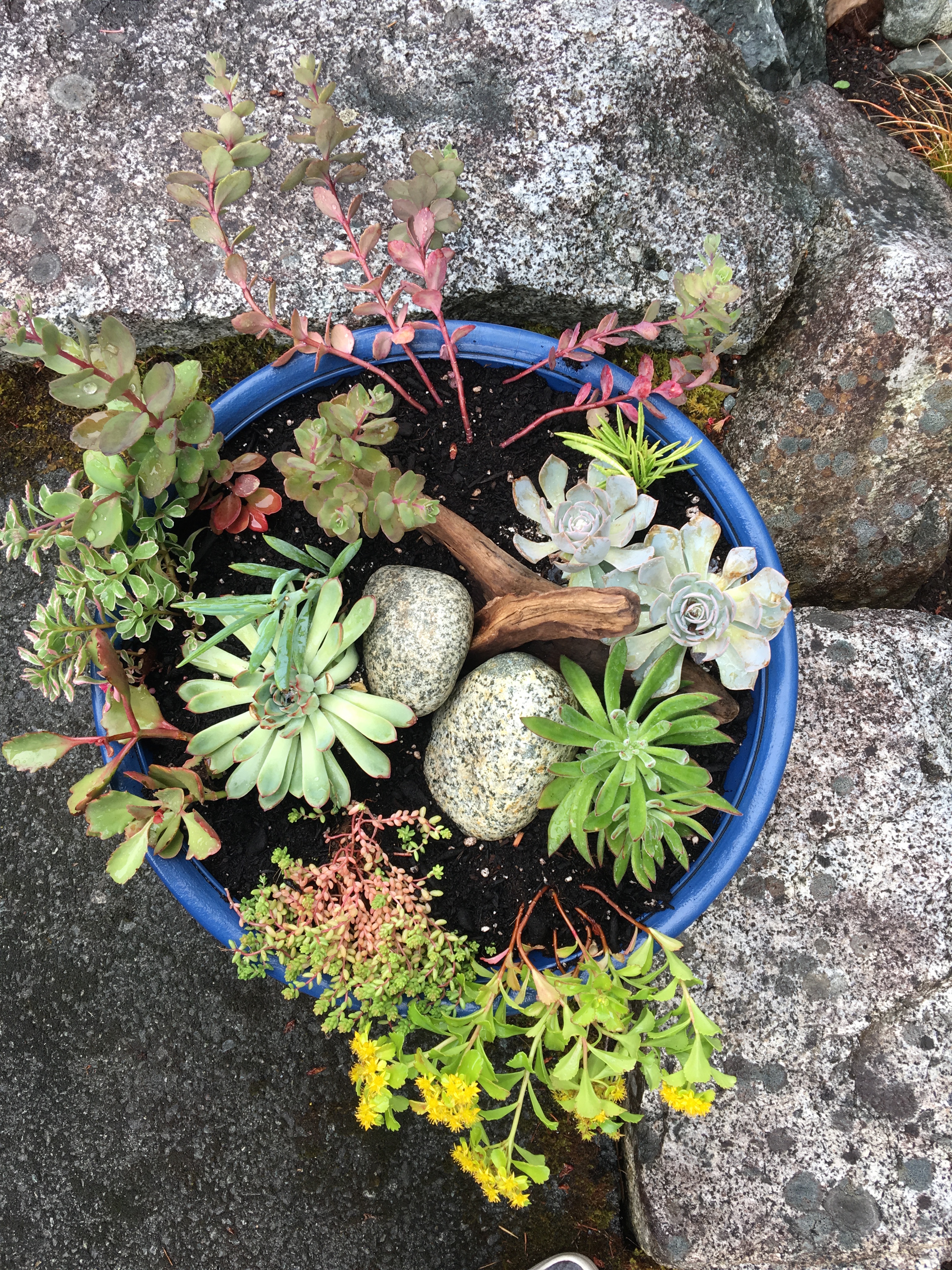 DIY Succulent Planter Ideas
