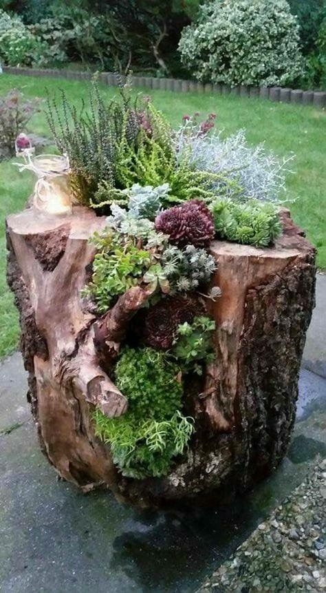 A large tree stump with little plants growing on it.