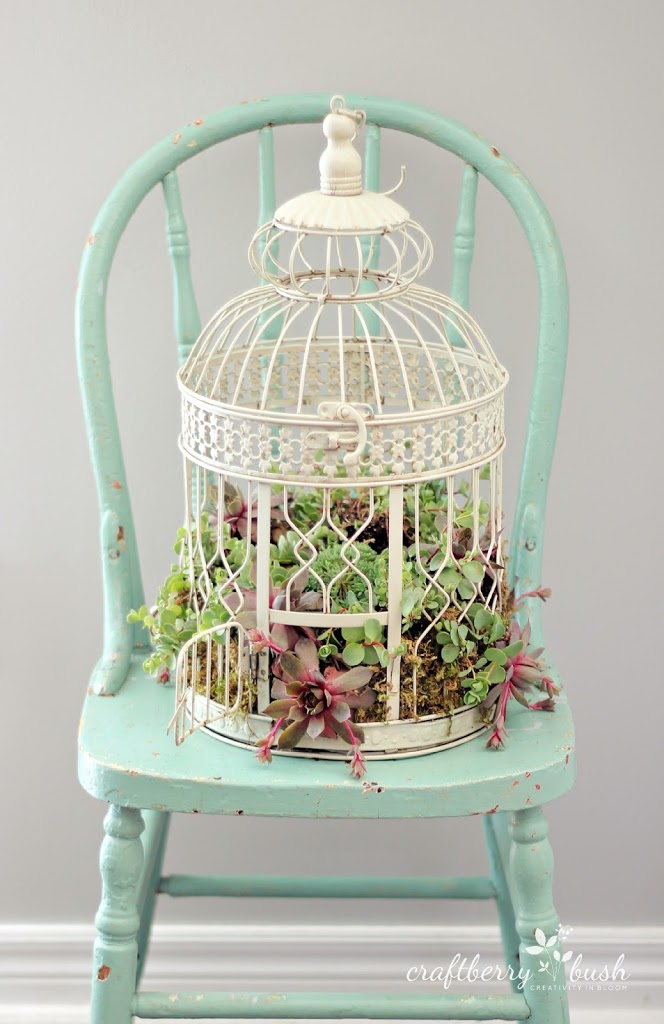A bird cage filled with succulents.