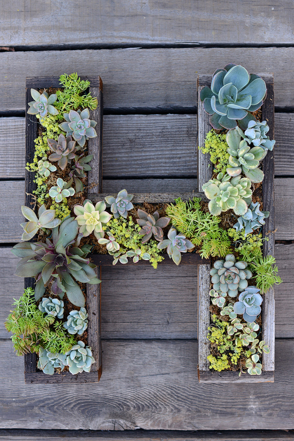 A wooden H mounted on the wall with succulents on it.