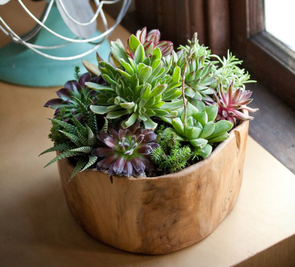 A wooden bowl filled with plants.