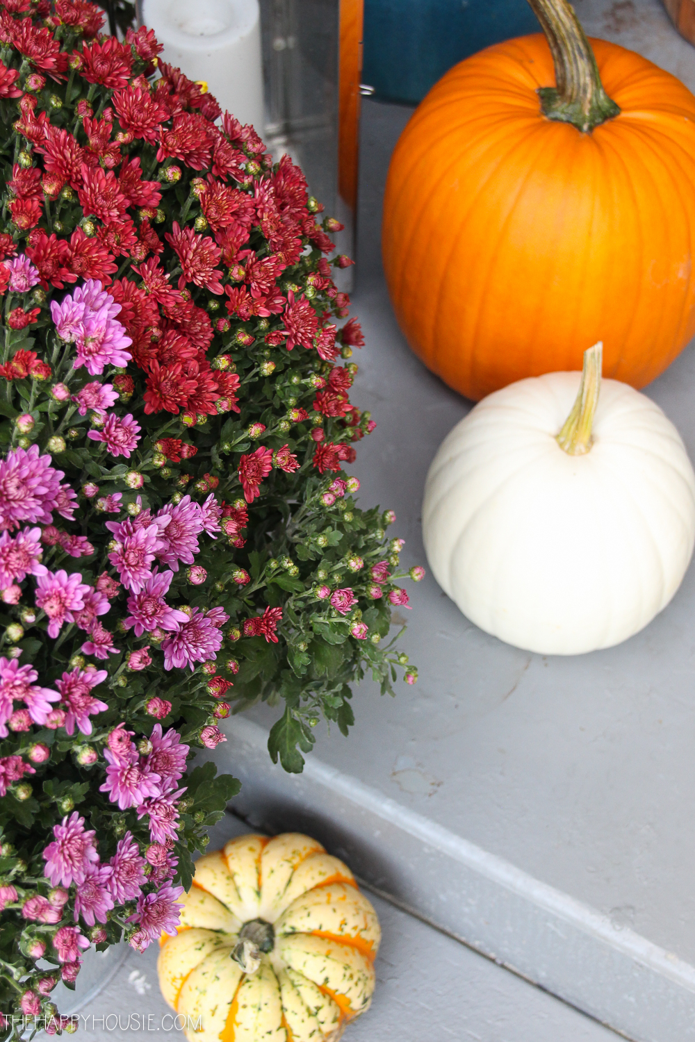 White and orange pumpkins beside purple and red floral displays.