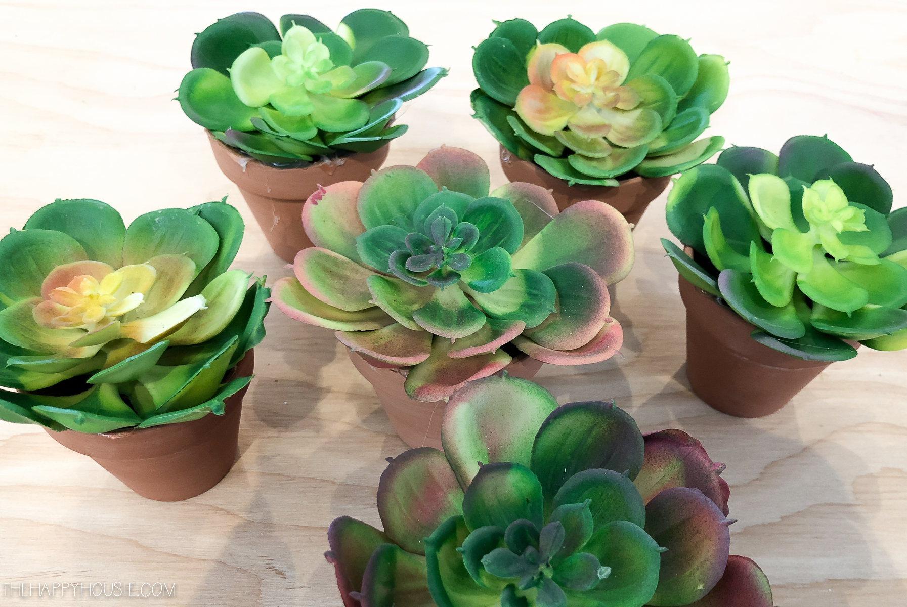 Gluing the succulents into the pots.