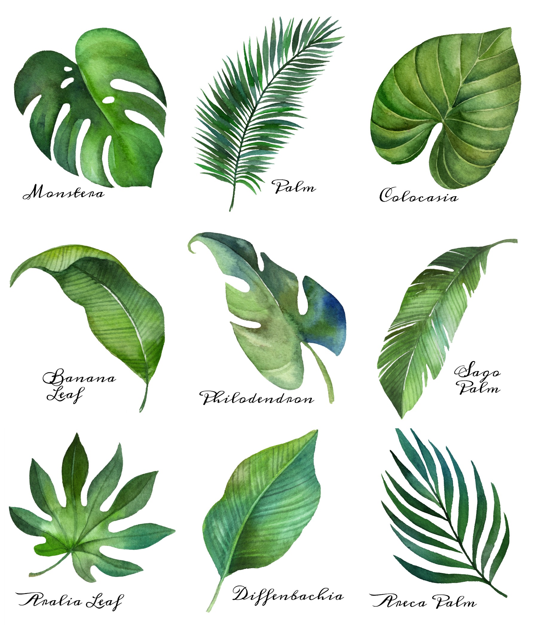 The green leaf printables.