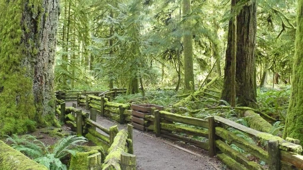 A forest floor covered in moss with a wooden fence.