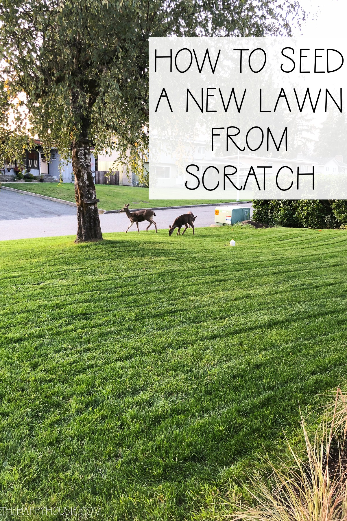 How To Seed A New Lawn From Scratch poster.