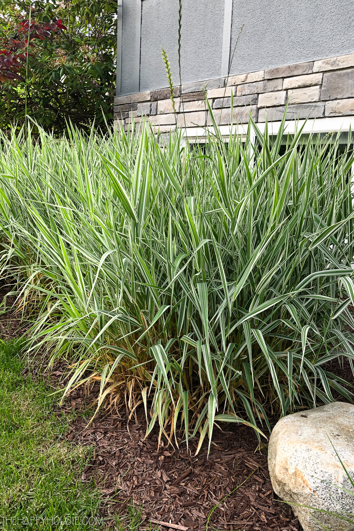 ornamental ribbon grass mass planted in a front yard landscape 