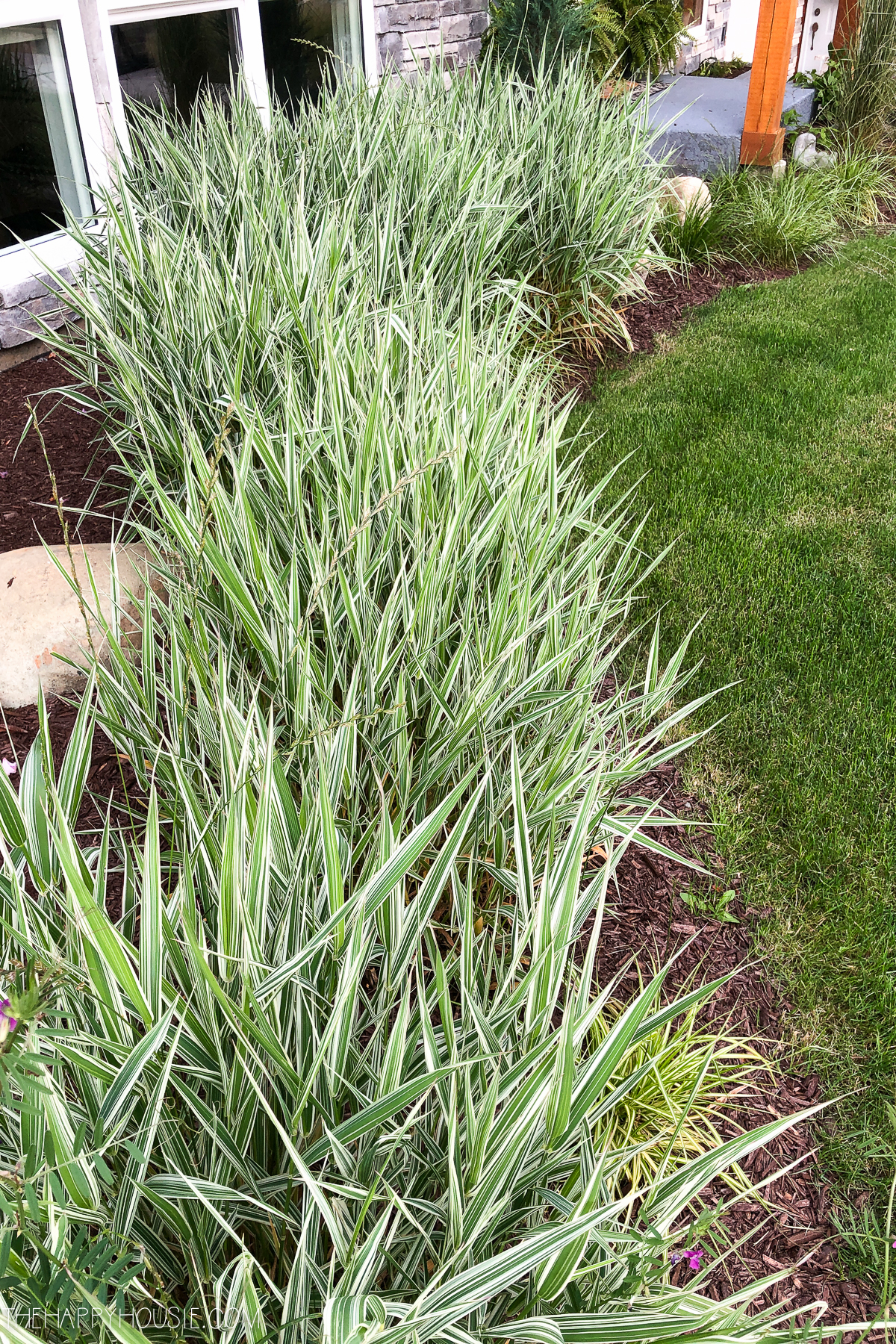 How to Use Ornamental Grasses in Your Landscaping