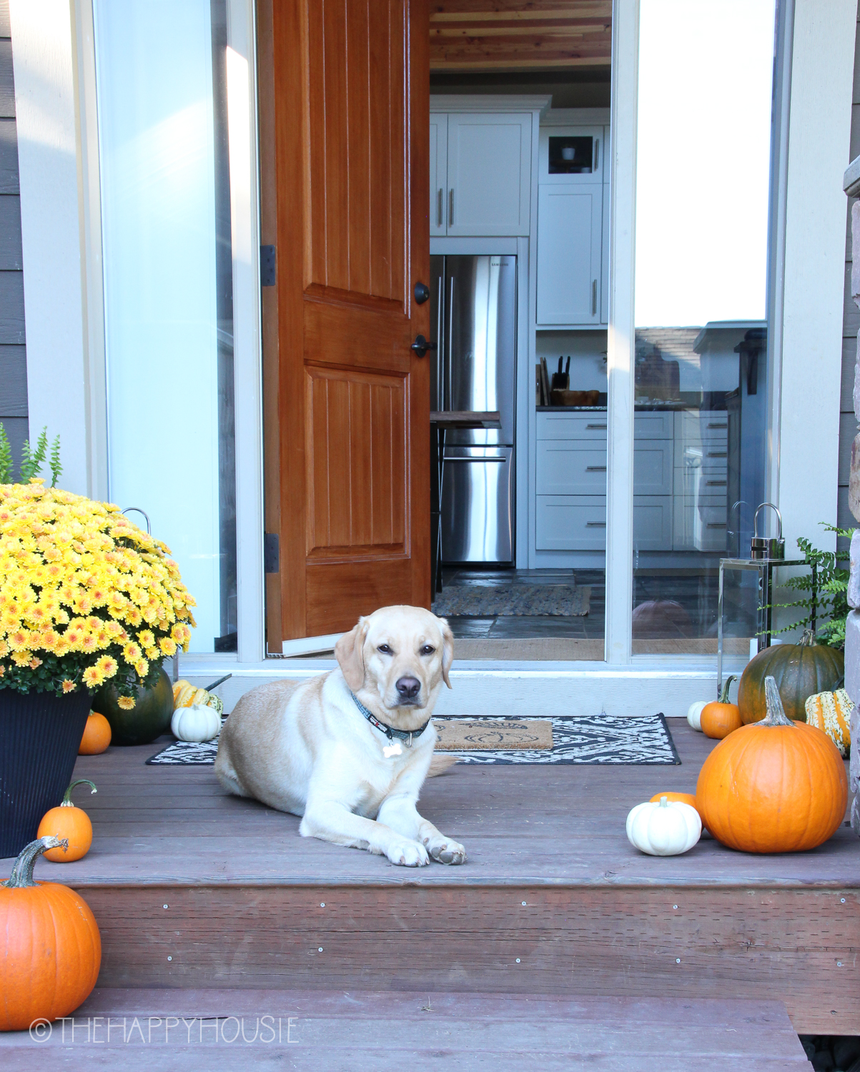 A light coloured mid sized dog sitting on the front porch with the door ajar beside pumpkins.