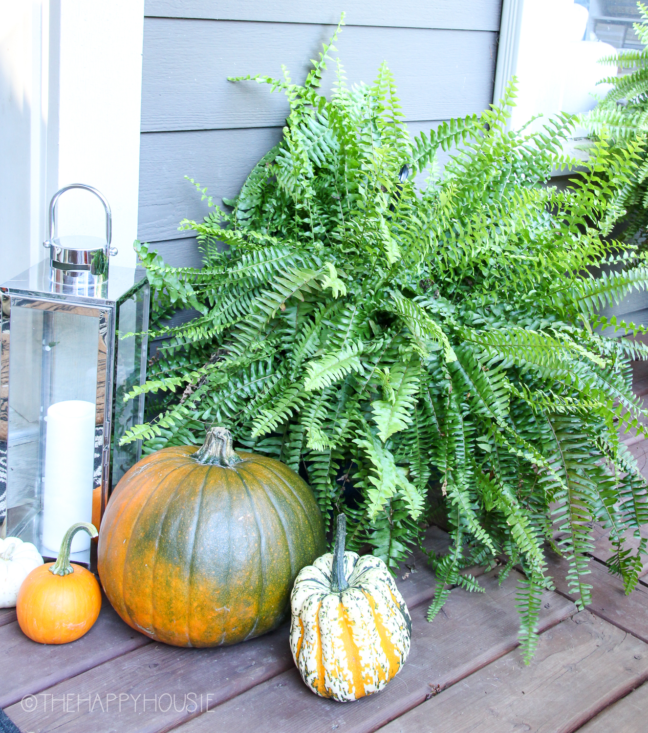 There is a large fern plant beside the pumpkins on the porch.