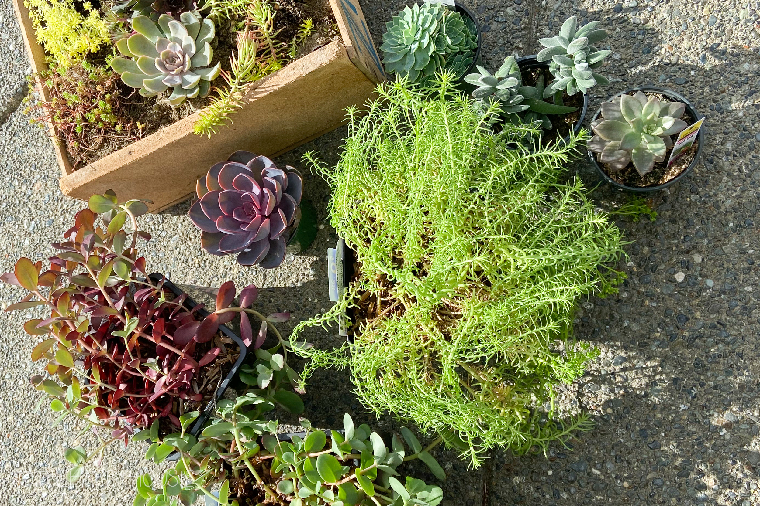 The succulents are on the ground outside.