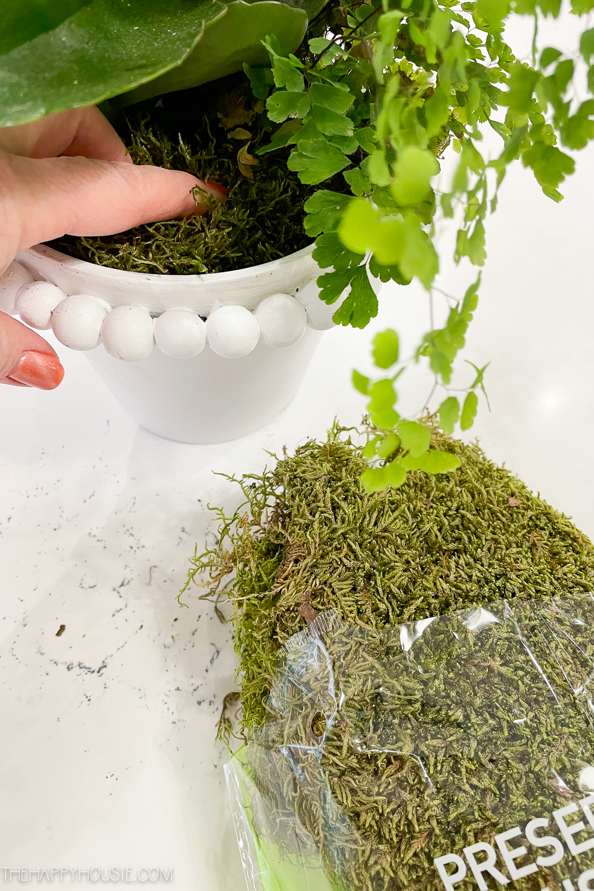 Adding moss to the pot.